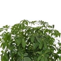 Ujedinjeni rasadnik uživo Schefflera Arboricola sobna biljka 24-28in visoka u terakoti Bayside Decor Pot