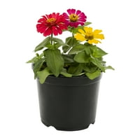 Expert Gardener 3QT Multicolor Zinnia full Sun godišnje žive biljke sa loncima za uzgoj