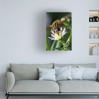 Steven Ellingson 'Pray On Flowers' Canvas Art