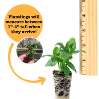 Ferry-Morse Plantlings žive biljke za bebe 1-3in. Početni komplet za cvjetnjak, pk-godišnjaci-vatrogasna stanica Verbena Red & Lantana Lucky Pot Of Gold