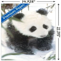 Životinje - Panda u zidnom posteru, 14.725 22.375