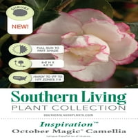 Oktobar Magic Inspiracija Camellia cvjetanja Evergreen grm sa bijelim i roze Blooms - Full Sun to Part Shade