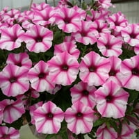 Dokazani pobjednici 5 Multi Color 1.5 pinta Petunia Live plant Pot