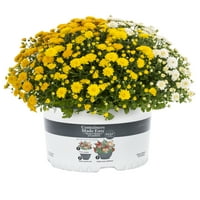 Bolje Kuće I Bašte 1,5 G Narandžasto Bijela Žuta Mama Kontejneri Za Žive Biljke Napravljeni Lako Sunce U