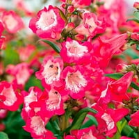 2.5 QT Penstemon Pep razgovor