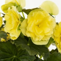Better Homes & Gardens Quart Yellow Begonia Annual Live Plants with Grower Pot