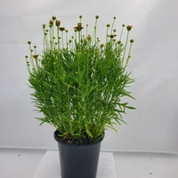 Stručni vrtlar na otvorenom žive biljke Coreopsis Sizzle and Spice serija 2.5 qt