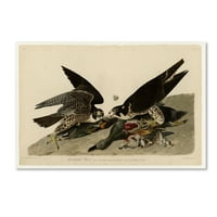 Zaštitni znak likovne umjetnosti 'Greatfooted Hawkplate 16' Canvas Art Od Audubona