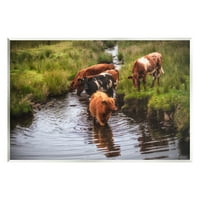 Stupell Industries ruralna goveda koja uživaju u Potočnoj vodi između travnjaka fotografija Neuramljena Umjetnost