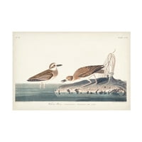 John James Audubon' Wilsons Plover ' Canvas Art