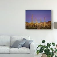 Zaštitni znak likovne umjetnosti 'Cacti View I' Canvas Art David Drost