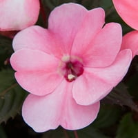 Altman Plants Pink Sunpatiens Live Plant