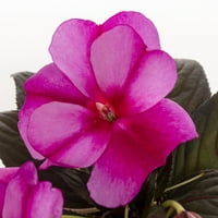 Expert Gardener 6 Pink Impatiens Viseća Korpa Za Žive Biljke