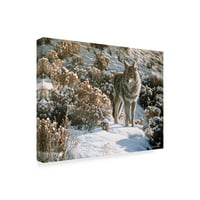 Zaštitni znak likovne umjetnosti 'Kojot zimske žalfije' platnena Umjetnost Rona Parkera