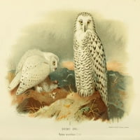 Ptice britanskog otoka Owl, snježni poster Ispis Archibalda Thorburna