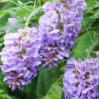 Van Zyverden Wisteria Amethyst Falls 4 Pottete Rocketliners® biljke Blue Full Sun miris LB