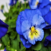 Expert Gardener na otvorenom žive biljke Viola Pansy ljubičasta 2.5 QT, deo sunce