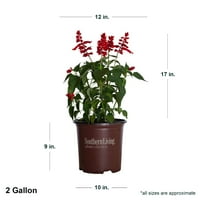 Red Salvia Sun Višegodišnji Lijepi Svijetli Crveni Cvjetni Šiljci Žive Vanjske Biljke Kolekcija Južnih Živih