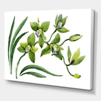 Designart 'Zeleno Cvijeće Orhideje Na Bijelom' Tradicionalni Platneni Zidni Umjetnički Print