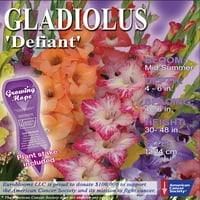 24pk Gladiolus Defiant