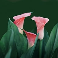 Bolje kuće i bašte živa biljka na otvorenom Pink Calla Lily 16-22 visok, 1. gal pot