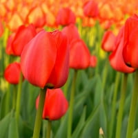 Van Zyverden Tulip Red Uspavane Lukovice, Full Sun, Crven, Svake Godine, 0. lbs