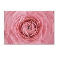 Zaštitni znak likovne umjetnosti' Pink Persian Buttercup Flower ' platno Art Od Cora Niele
