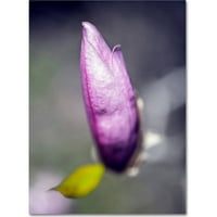 Zaštitni znak Likovna umjetnost cvjetno i botaničko platno Umjetnost 'magnolija cvijet Bud' Kurta Shaffera