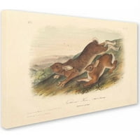 Zaštitni znak Likovna umjetnost Sjeverni zec Umjetnost platna Johna Jamesa Audubona