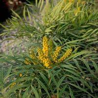 Meka milovanje mahonija-biljka sa pernatim lišćem i žutim cvjetama - Gal