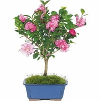 Camellia Bonsai Drvo