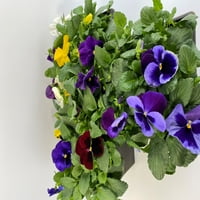 Stručni vrtlar, vanjski, žive biljke, višebojni, Pansy, 1g, svaki