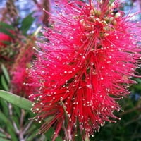 Crvena Cluster Bottlebrush Cvjetajući zimzeleni grm sa cvjetama nalik četkici - full Sun Live Vanjska biljka