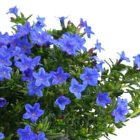 Expert Gardener 6 plave Lithodore žive biljke sa saksijom za uzgoj